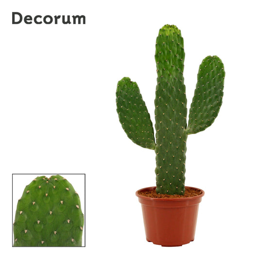 Opuntia Consolea Rubescens – Pflegeleichte Sukkulente Ø14 cm