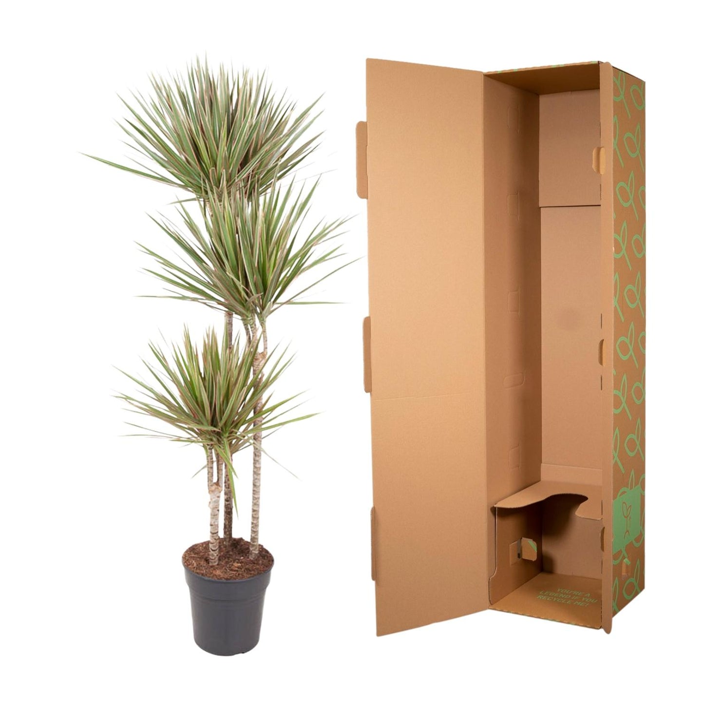 Dracaena Bicolor Carrousel – 150 cm, ø24 cm, pflegeleicht