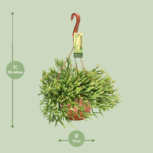 Rhipsalis Ewaldiana – Pflegeleichte Hängepflanze Ø17 cm