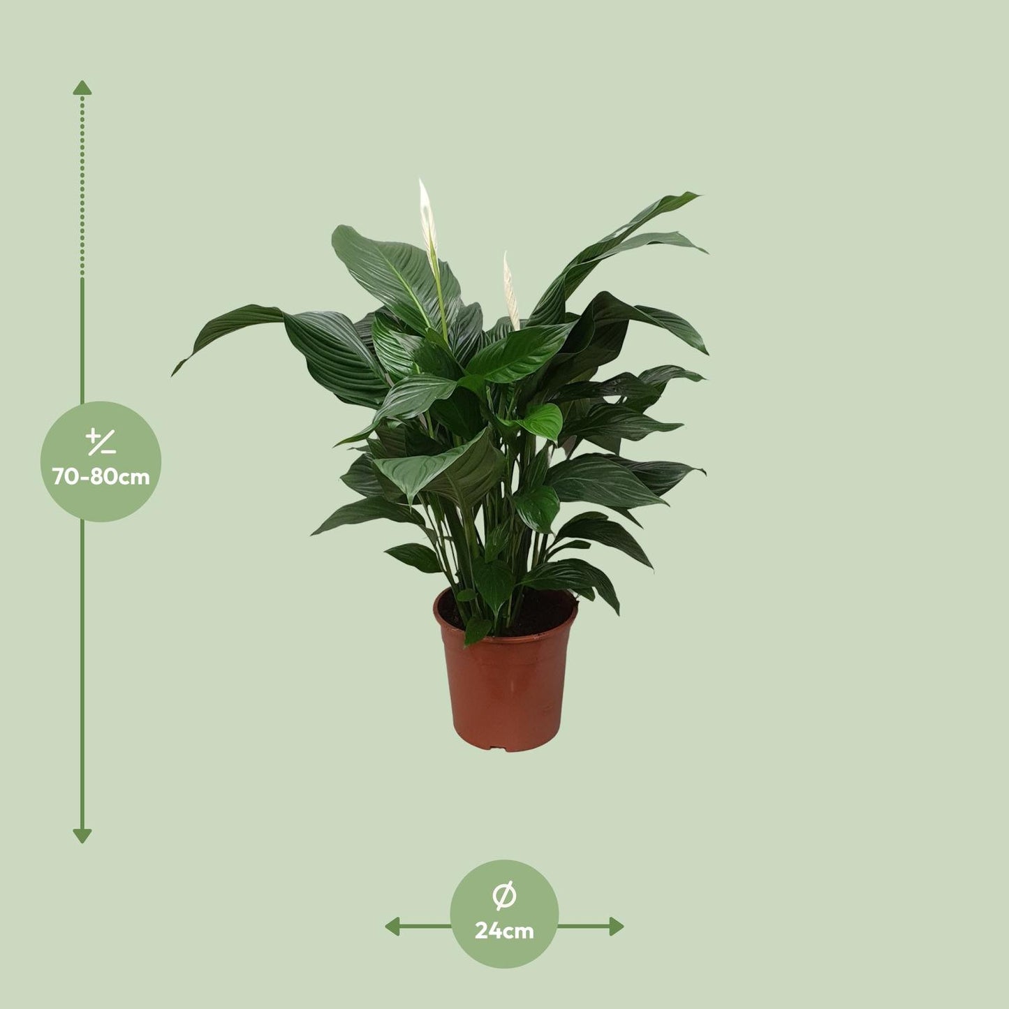 Spathiphyllum Sweet Silvana – Pflegeleichte Friedenslilie Ø24cm