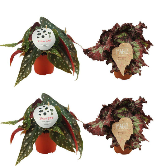 Set aus 2x Begonia Maculata & 2x Begonia Rex Balboa Ø12cm