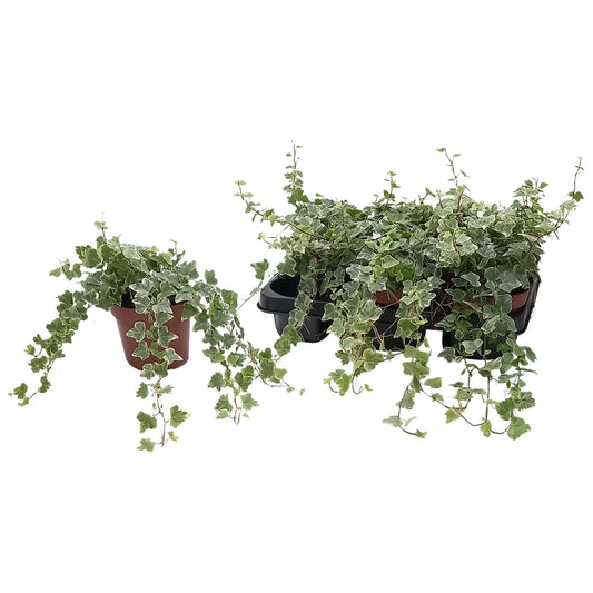 Efeu 'White Wonder' – Pflegeleichte & Winterharte Zimmerpflanze Ø13cm