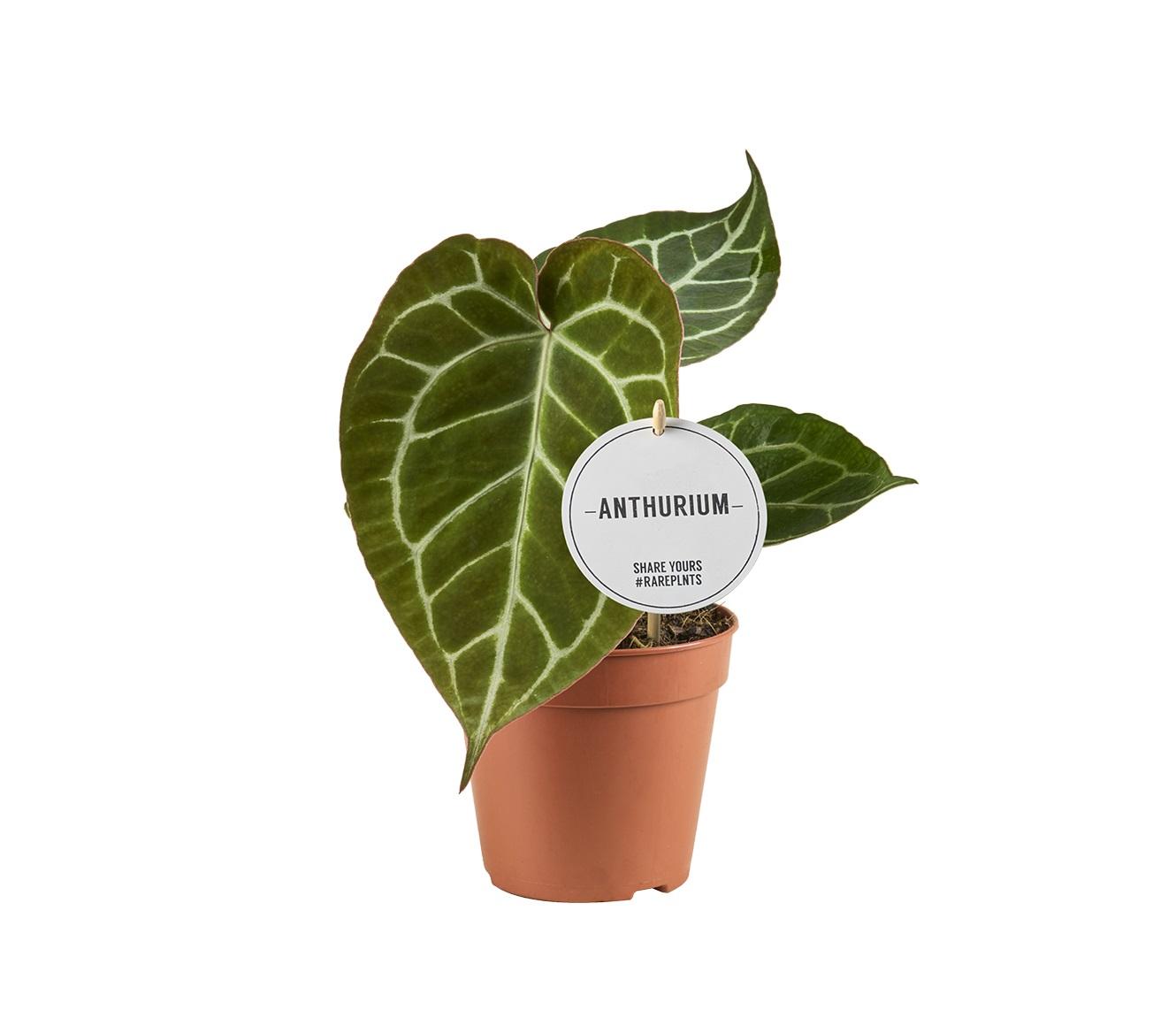 Anthurium Crystallinum – Trendige Luftreinigende Zimmerpflanze Ø12cm