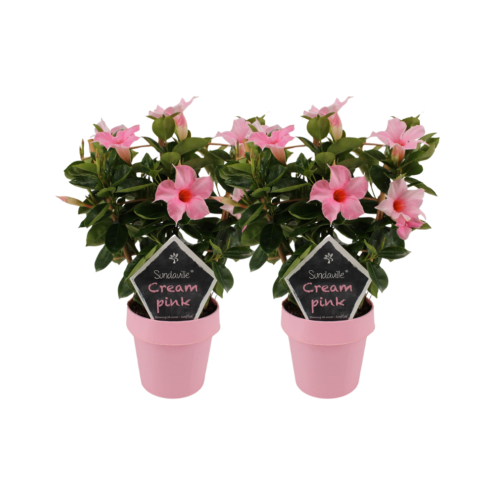 Mandevilla Sundaville Cream Pink im Gestell – 2er Set Ø14cm