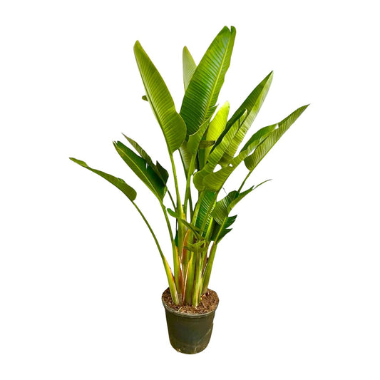 Strelitzia Augusta XXL – Weißer Paradiesvogel 225 cm