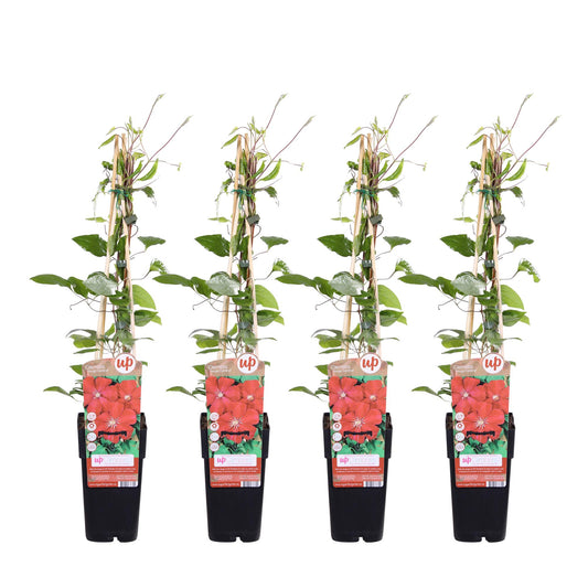 Clematis Rouge Cardinal – Dunkelrote Waldrebe Ø15cm