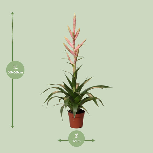Tillandsia Dolce – pflegeleichte Luftpflanze Ø12cm, 60cm hoch