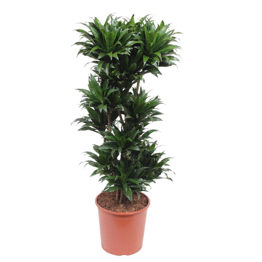 Dracaena Compacta – Pflegeleichte Zimmerpflanze 140 cm