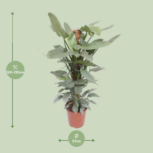 Philodendron Hastatum – Tropische Zimmerpflanze Ø27cm