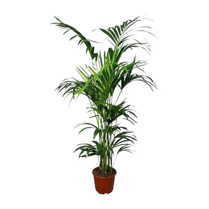 Howea Kentia-Palme Ø24cm, ca. 180cm hoch – pflegeleicht & luftreinigend