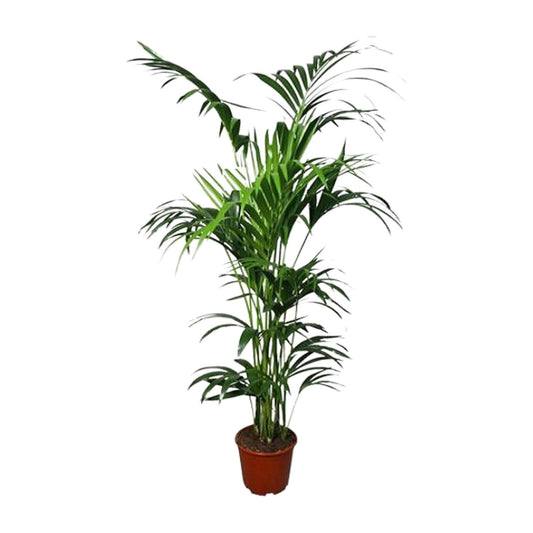 Howea Kentia-Palme Ø24cm, ca. 180cm hoch – pflegeleicht & luftreinigend