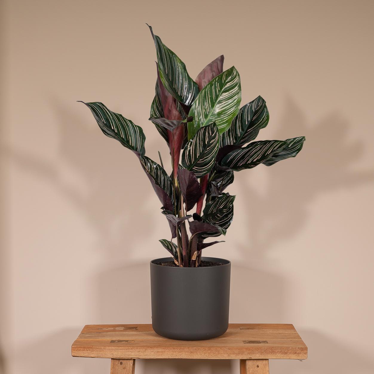 Calathea Ornata – Pflegeleichte Zimmerpflanze Ø14cm