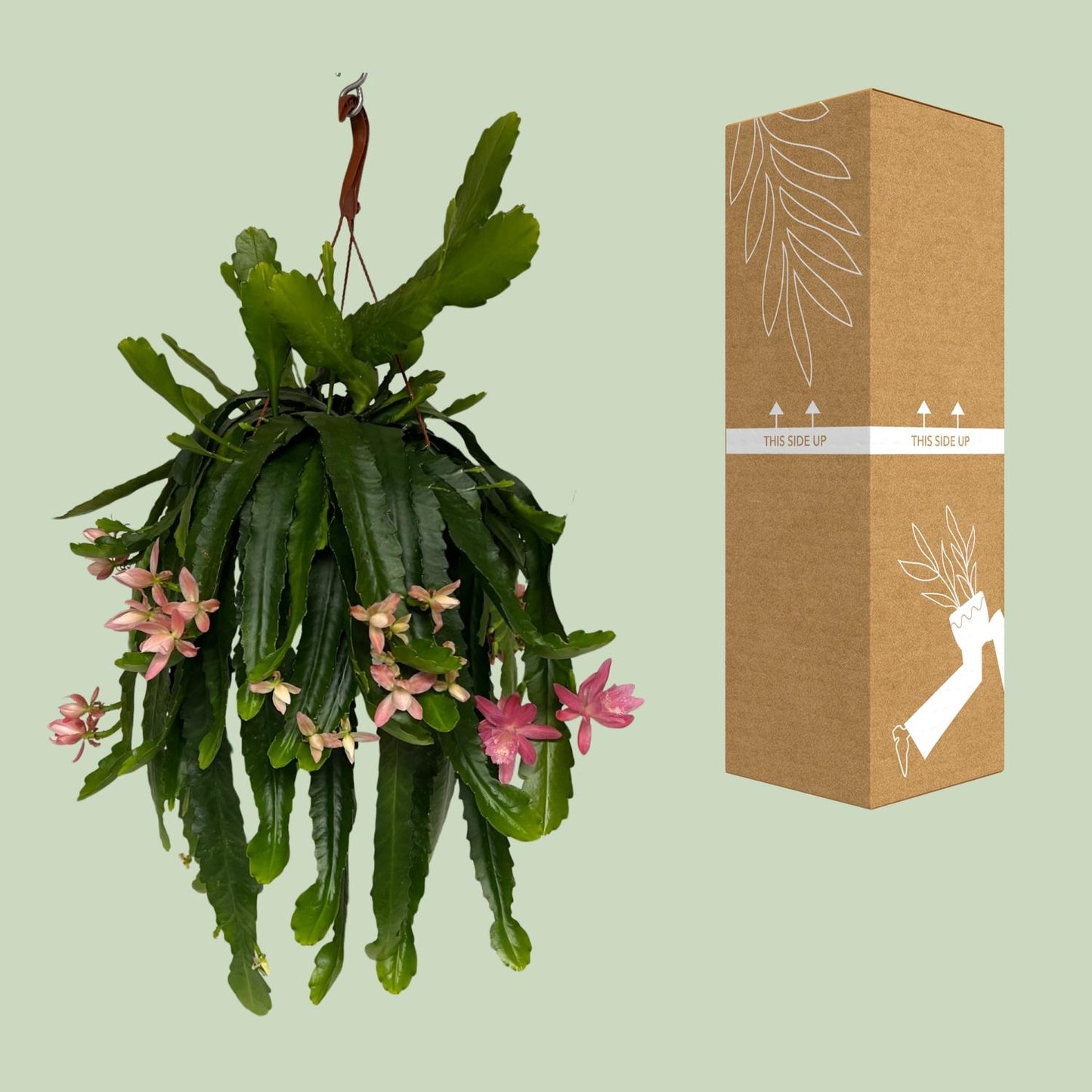 Disocactus phyllanthoides – Pflegeleichter Kaktus Ø21 cm