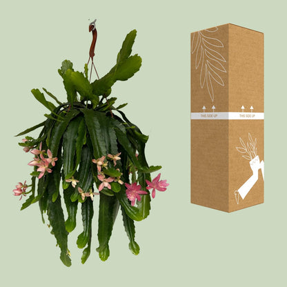 Disocactus phyllanthoides – Pflegeleichter Kaktus Ø21 cm