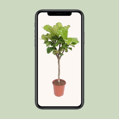 Ficus Lyrata – Eleganter Geigenfeigenbaum Ø27cm, 120cm hoch