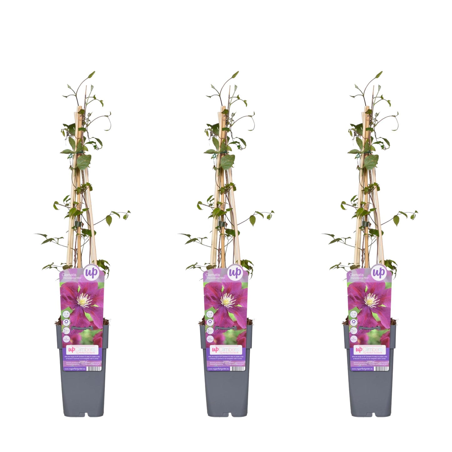 3x Clematis Warszawska Nike – Große dunkelrote Blüten