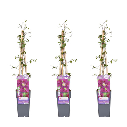 3x Clematis Warszawska Nike – Große dunkelrote Blüten