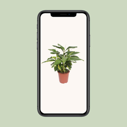 Zieringwer Variegata – Exotische Zimmerpflanze Ø27cm, 80cm hoch