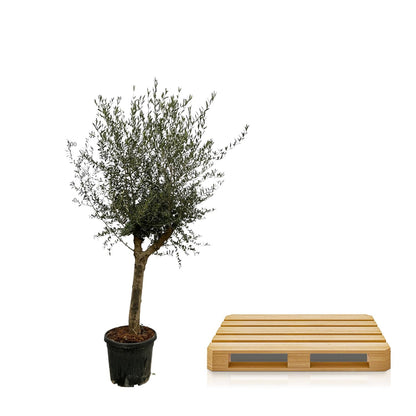 Olea Lorc – Eleganter Olivenbaum 200 cm Ø45 cm