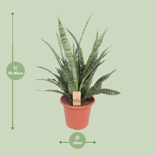 Bogenhanf Diamond Green – 80 cm pflegeleichte Zimmerpflanze