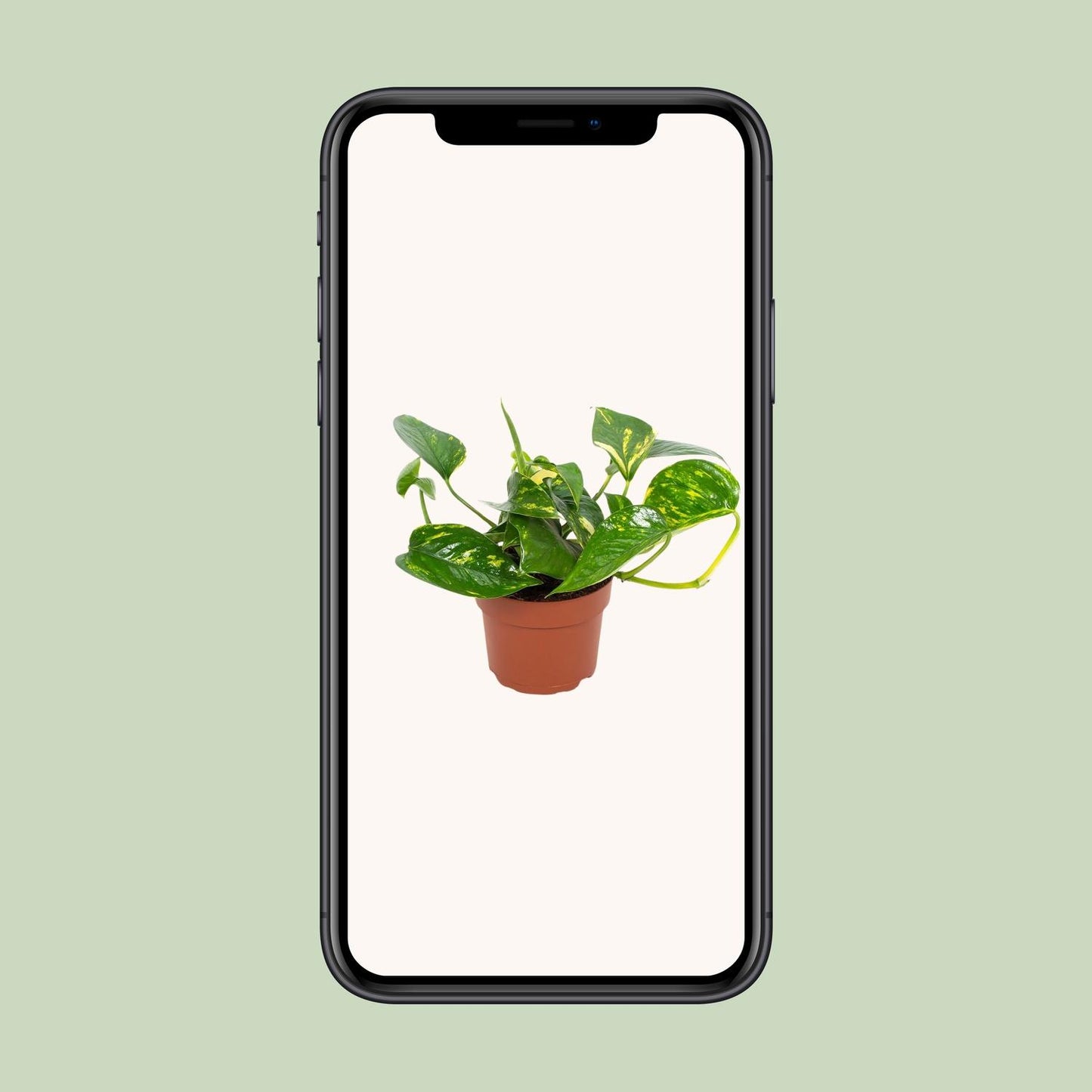 Epipremnum Hawaiian – Goldener Efeutute Ø12cm, pflegeleicht