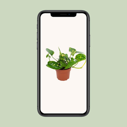 Epipremnum Hawaiian – Goldener Efeutute Ø12cm, pflegeleicht