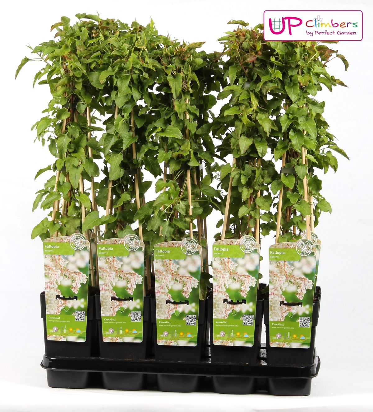 Fallopia baldschuanica – Brautschleier Kletterpflanze Ø15cm, 65cm hoch