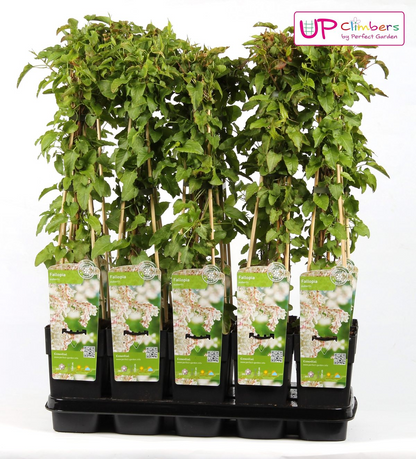 Fallopia baldschuanica – Brautschleier Kletterpflanze Ø15cm, 65cm hoch