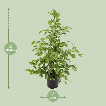 Ficus benjamina Goldenking – Pflegeleichte Zimmerpflanze Ø21cm