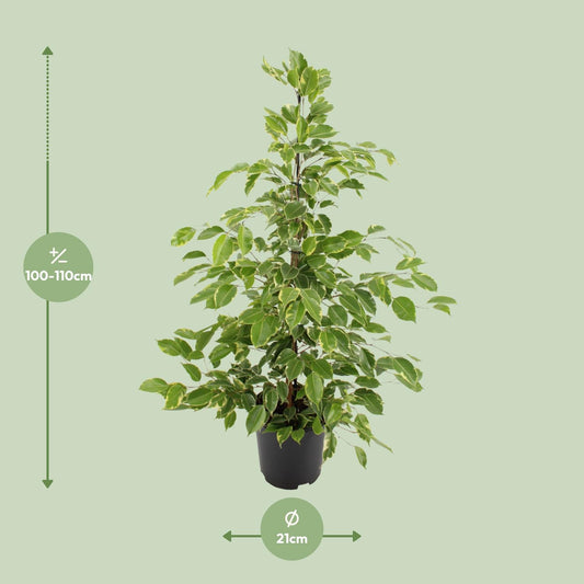 Ficus benjamina Goldenking – Pflegeleichte Zimmerpflanze Ø21cm