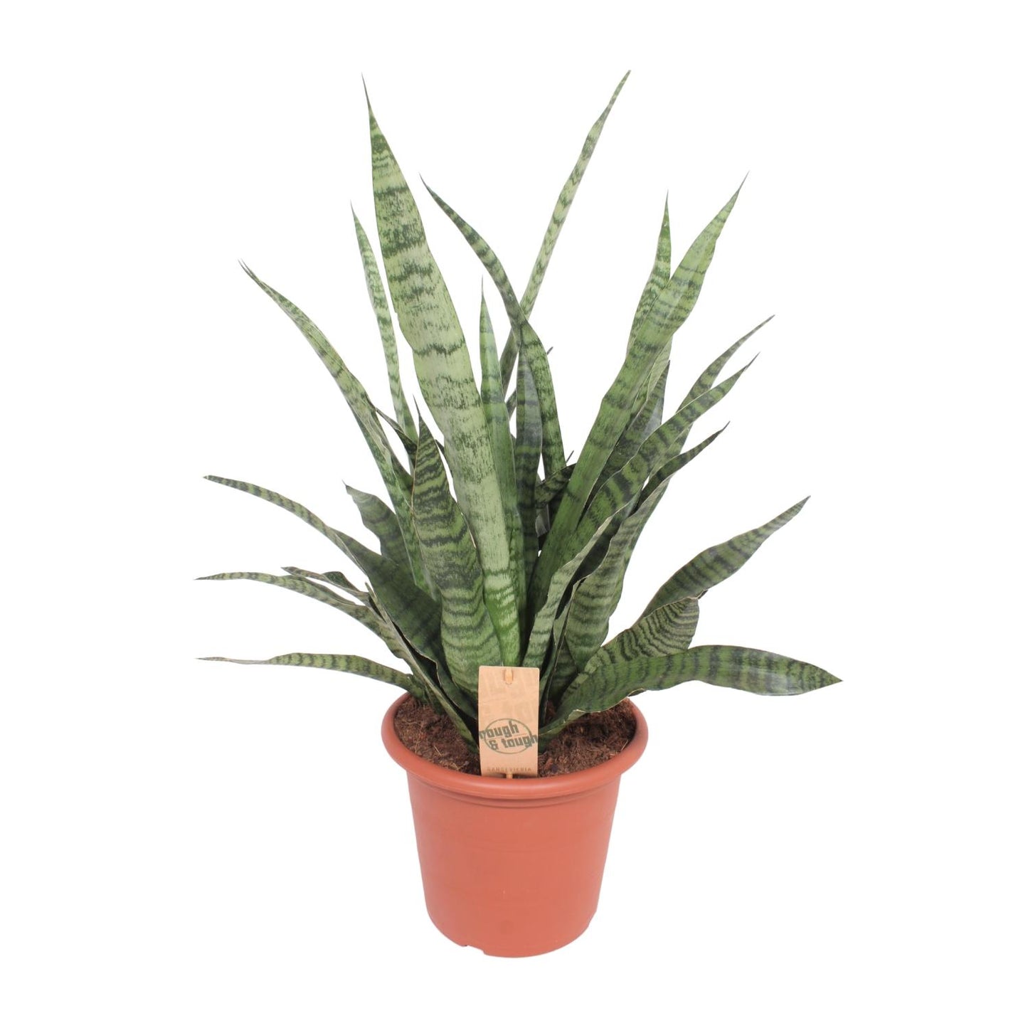 Bogenhanf Diamond Green – 80 cm pflegeleichte Zimmerpflanze
