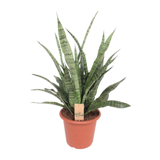 Bogenhanf Diamond Green – 80 cm pflegeleichte Zimmerpflanze
