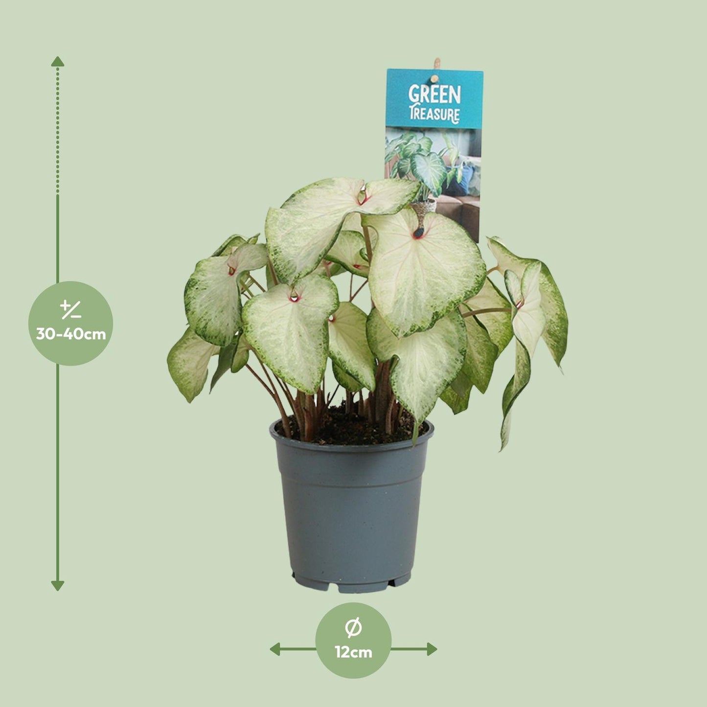 Caladium White Delight – Tropische Engelsflügel Ø12 cm