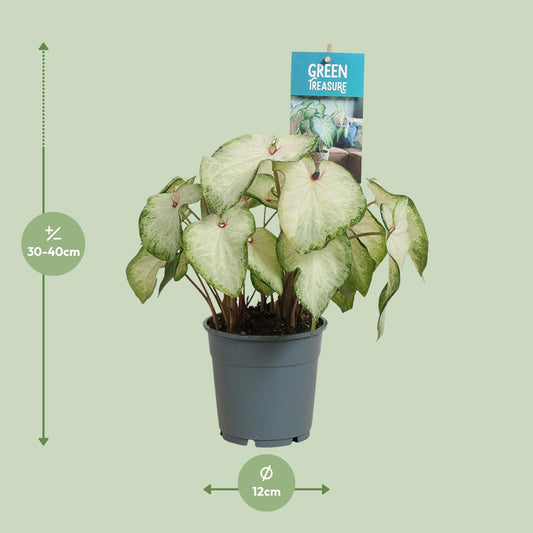 Caladium White Delight – Tropische Engelsflügel Ø12 cm