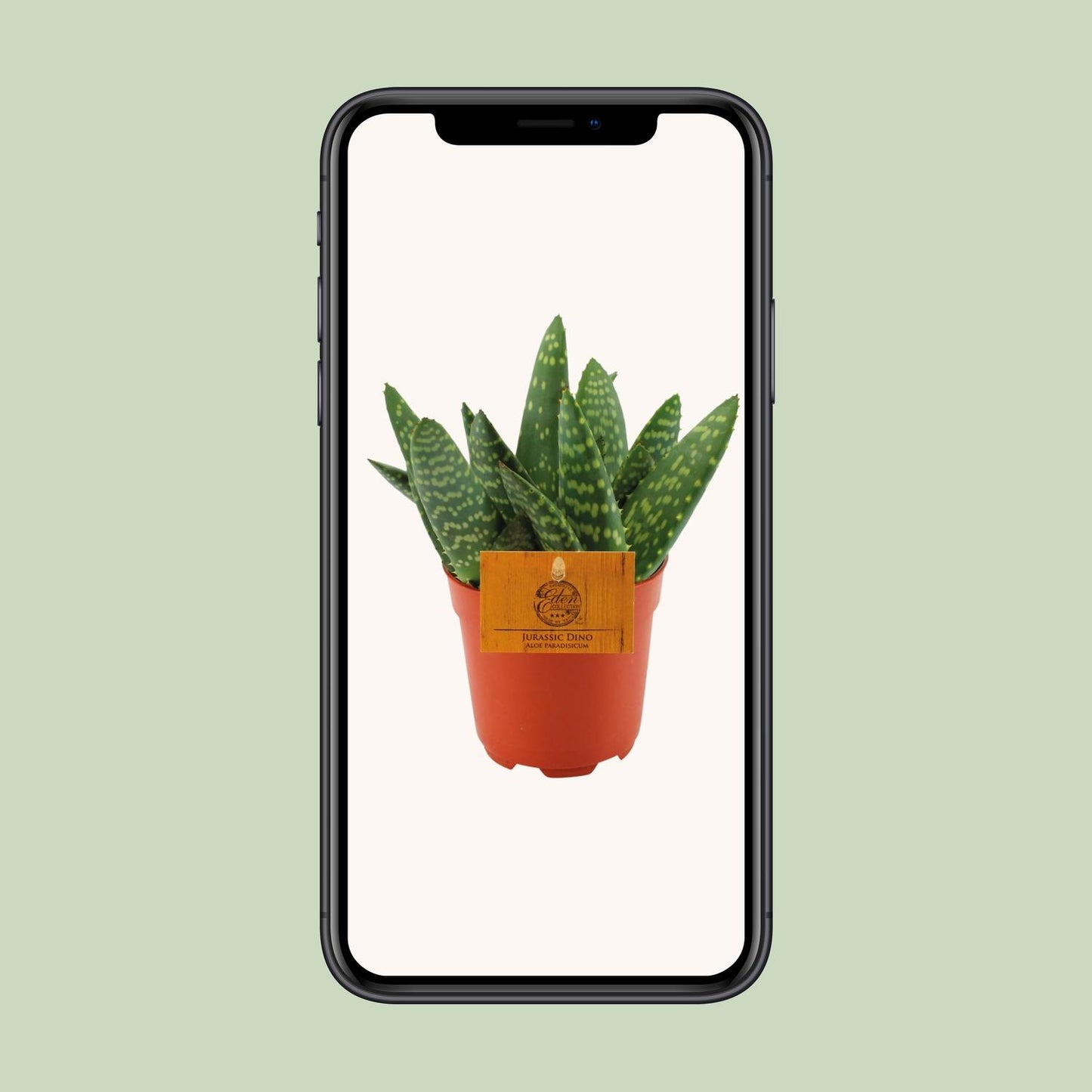 Aloe Paradisicum – Kompakte pflegeleichte Aloe Vera Ø10,5cm