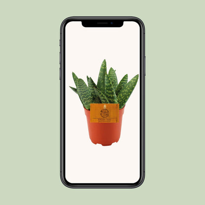 Aloe Paradisicum – Kompakte pflegeleichte Aloe Vera Ø10,5cm