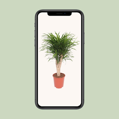 Dracaena Reflexa Anita – Exotischer Drachenbaum Ø24cm, 100cm hoch