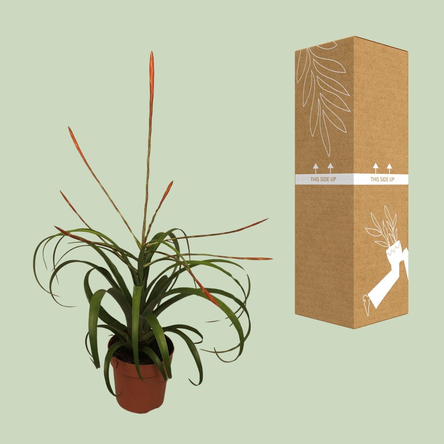 Tillandsia Flabelatta – Pflegeleichte Luftpflanze Ø12cm
