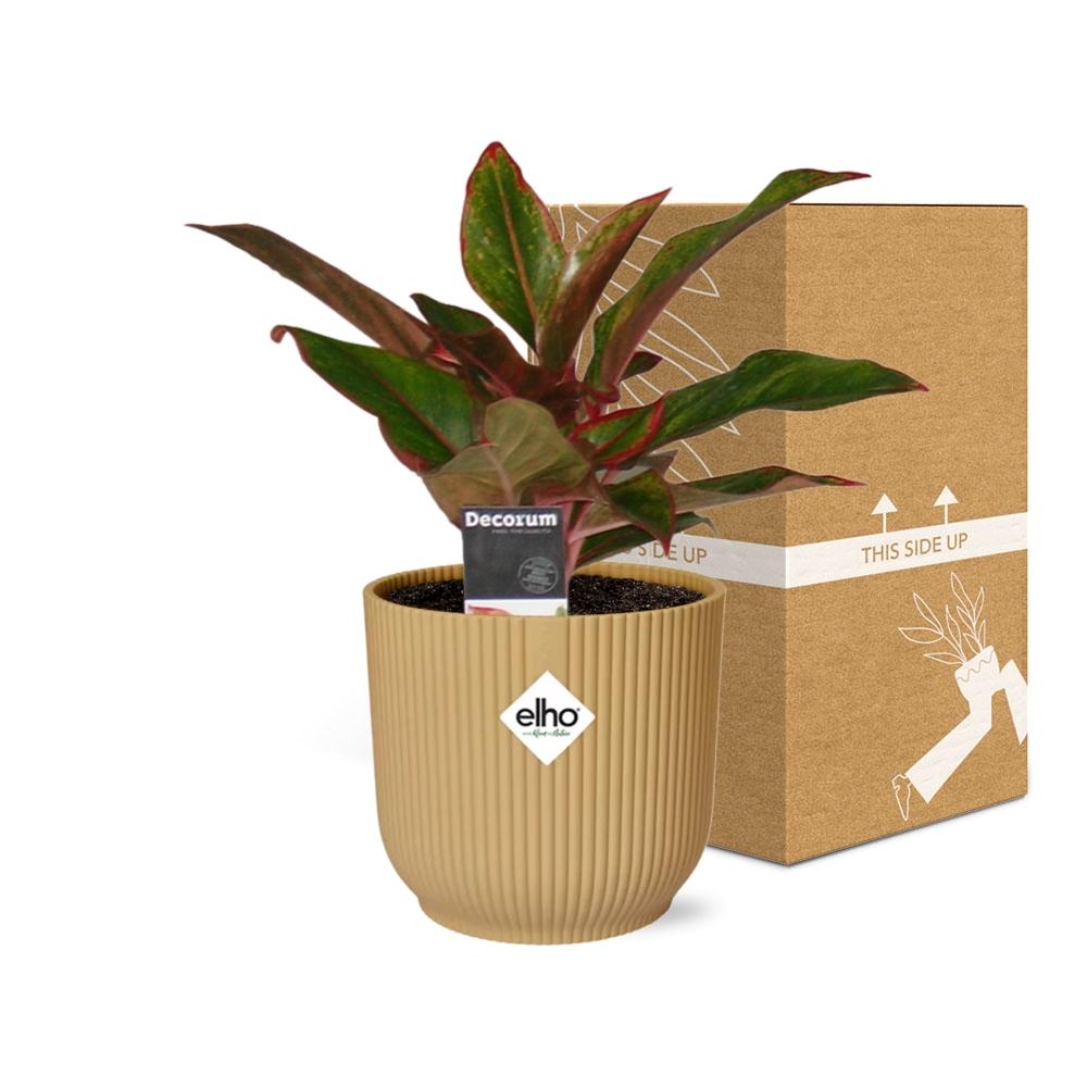 Aglaonema Crete – Pflegeleichte Zimmerpflanze im ELHO Vibes Fold 14cm Gelb