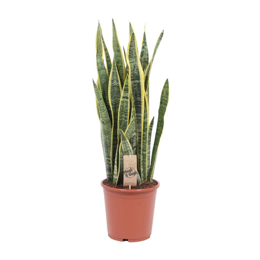 Sansevieria Laurentii – Pflegeleichte Schwiegermutterzunge Ø21cm