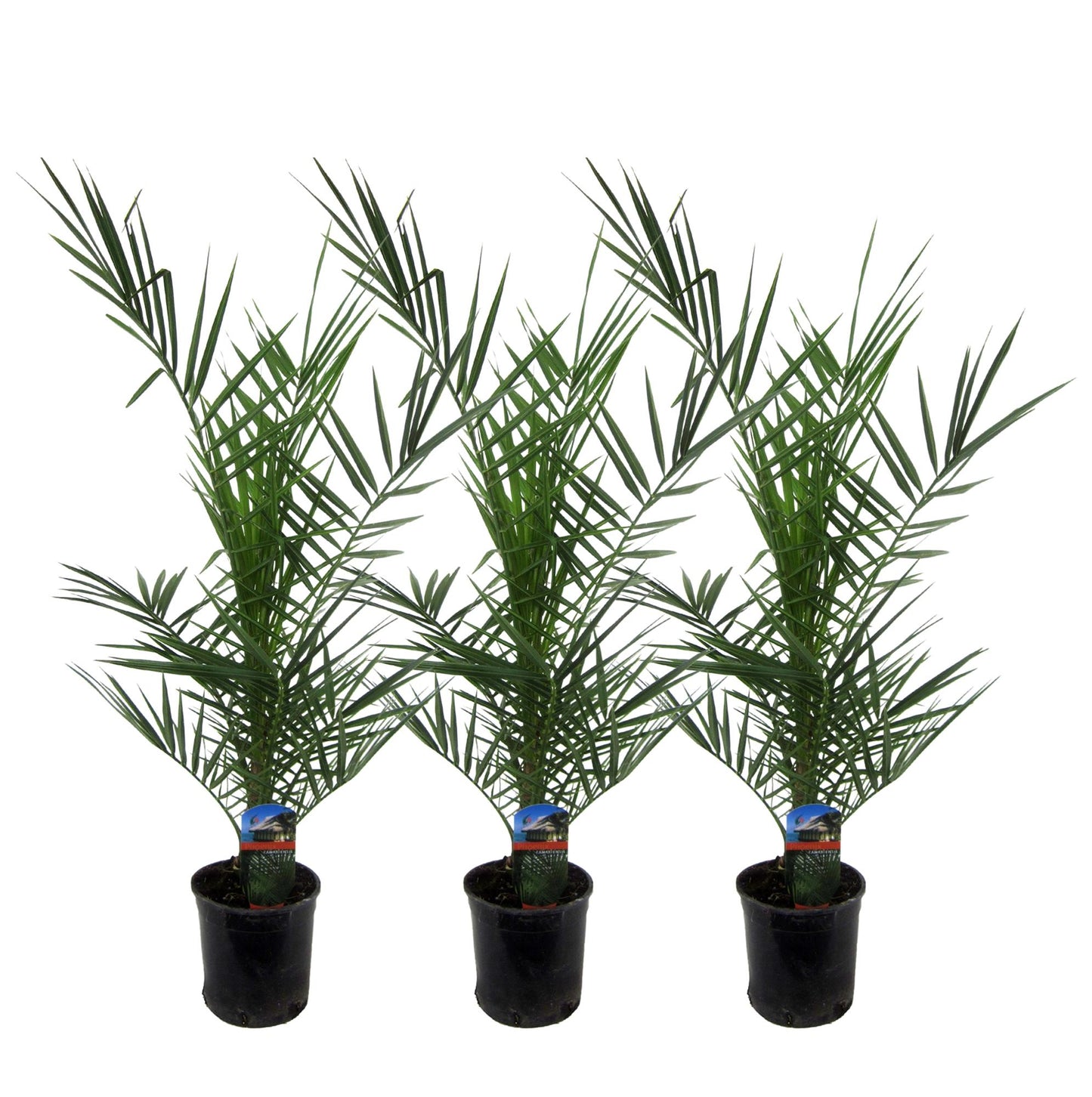 3x Phoenix Canariensis – Kanarische Dattelpalme 80 cm