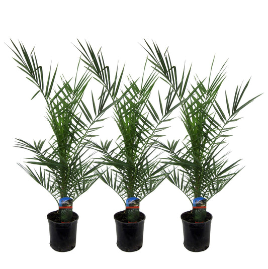 3x Phoenix Canariensis – Kanarische Dattelpalme 80 cm
