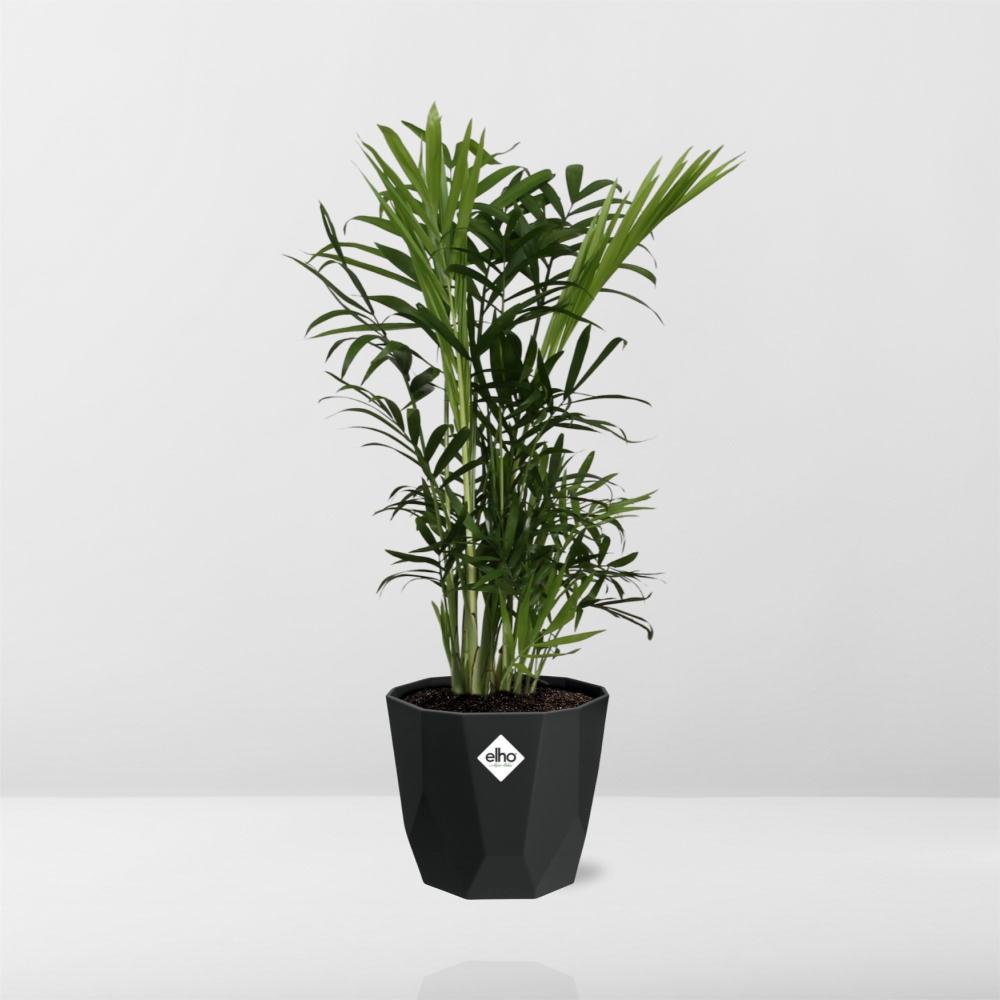Chamaedorea Elegans – Zwergbergpalme in 14cm Topf schwarz
