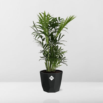 Chamaedorea Elegans – Zwergbergpalme in 14cm Topf schwarz