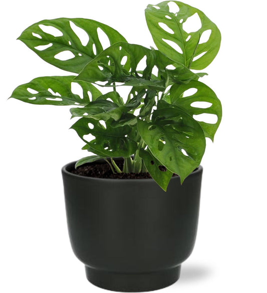 Monstera Monkey Leaf Ø12cm im Potenza Topf Schwarz
