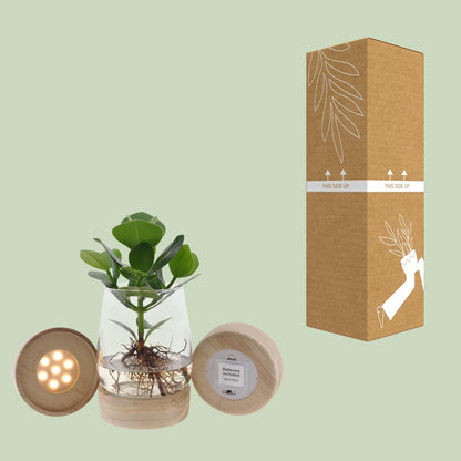 Clusia Hydroponie im Kingston Glas mit LED Ø12cm, 30cm hoch