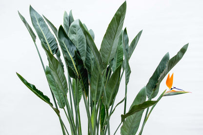 Strelitzia Reginae XL – Exotische Paradiesvogelblume 160 cm
