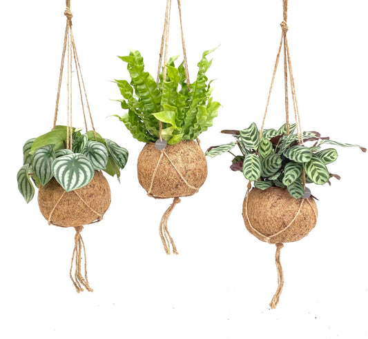 Jungle Mix Kokodama – 3 pflegeleichte Zimmerpflanzen Ø17cm