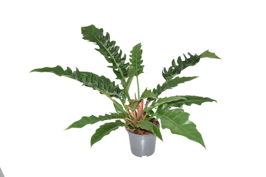 Philodendron Narrow Escape – pflegeleicht & luftreinigend