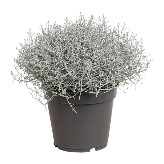 Leucophyta Brownii Silberbusch Ø17cm, 30cm hoch